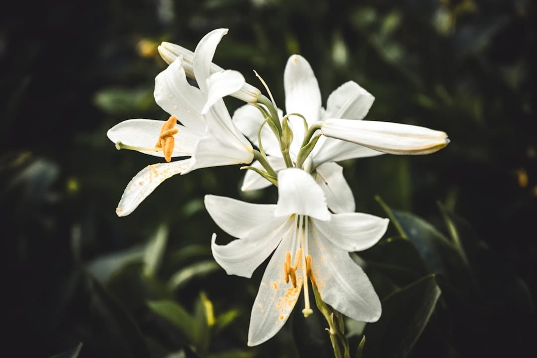lirios blancos, flor de San Antonio