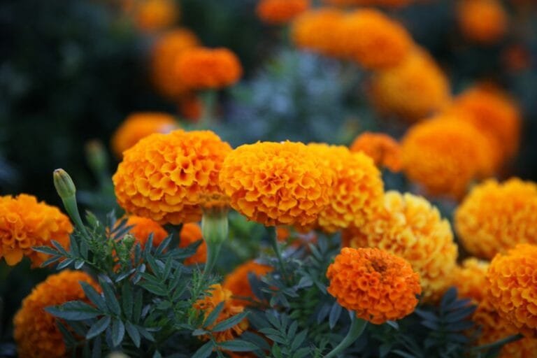 flores de cempasúchil de Día de Muertos