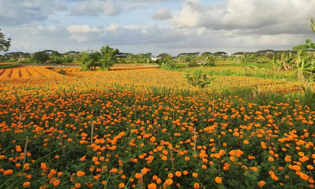 marigold flower petals
