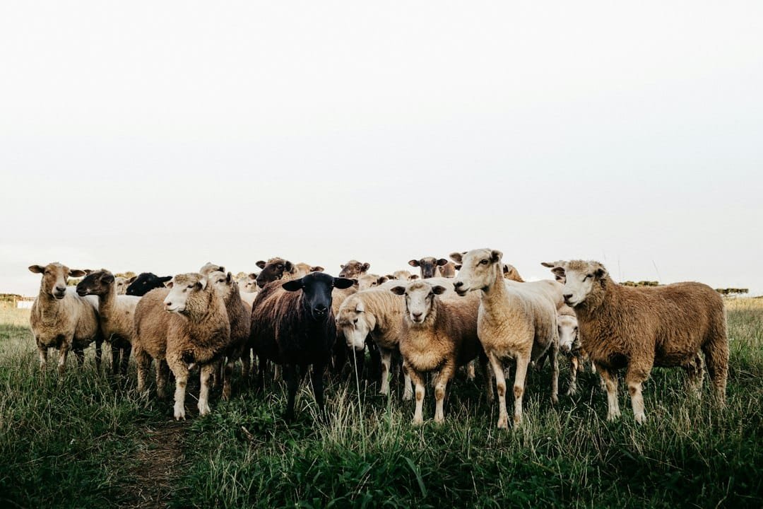 rebaño de ovejas en un campo, símbolo del patronazgo de San Antonio Abad sobre los animales