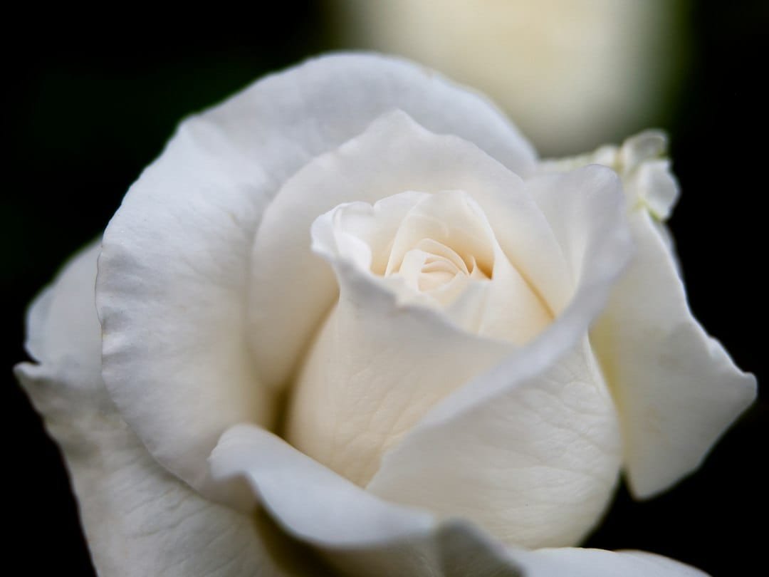 rosa blanca y vela encendida, símbolos de pureza asociados a Santa Inés